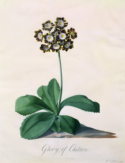 Glory of Chilton (guassi tarranauhalla) tekijältä Georg Dionysius Ehret